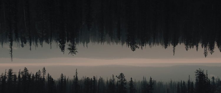 Forests covered in smoke